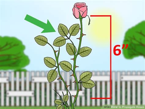 3 Ways To Propagate Roses Wikihow