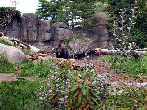 Meet All These Interesting Animals At The Woodland Park Zoo Photos