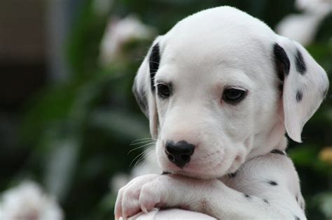 Puppies In Perkins Study Break Dec 10 Duke University Libraries Blogs