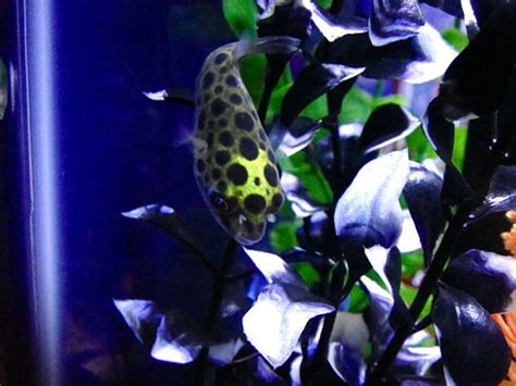 Photo 5 Green Spotted Puffer Guppies Lyretail Guppies