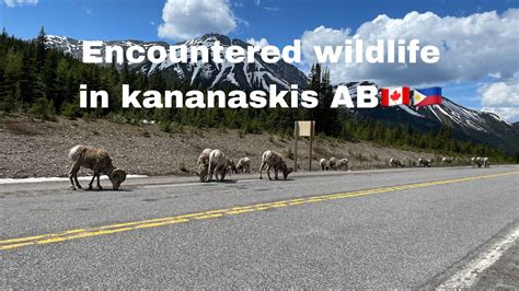 Encountered Wildlife In Kananaskis Alberta 🇨🇦🇵🇭 Youtube