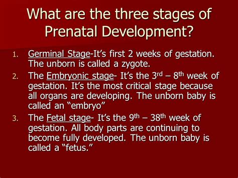 Describe The Three Stages Of Prenatal Development