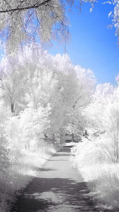 Free Download Winter Path Iphone Backgrounds Pinterest 1280x2272 For