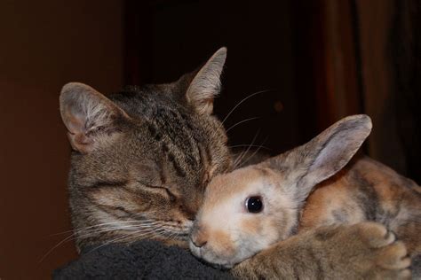The Bunny Is Looking A Little Tired Of Snuggles Cute Couple Quotes