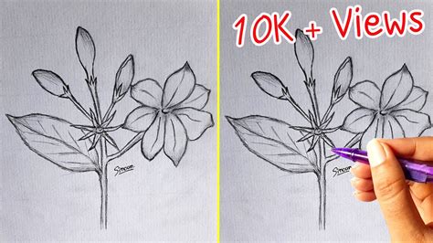 How To Draw Jasmine Flower Pencil Sketch Sinoun Drawing Youtube