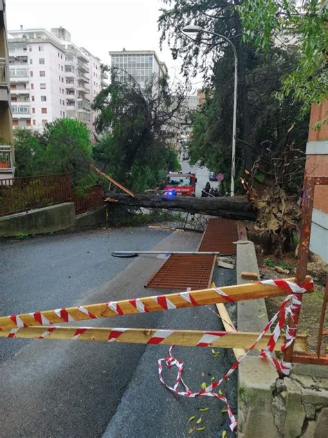 Il Maltempo Scuote Sassari Paura In Via Fancello Albero Crolla Sulla