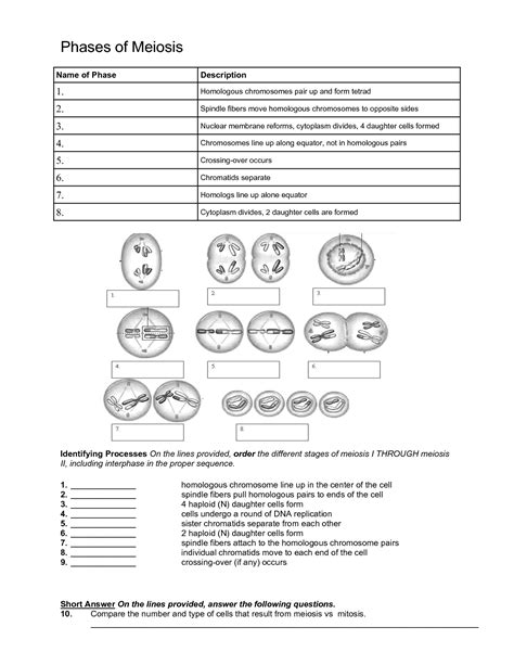 Phases Of Meiosis Worksheets Answers
