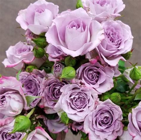 Lavender Spray Roses Spray Roses Lavender Spray Standard Roses