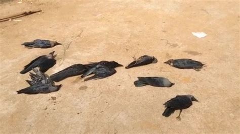 Bird Flu Scare Grips Villagers As Crows Drop Dead In Odishas Khurda Odishabytes