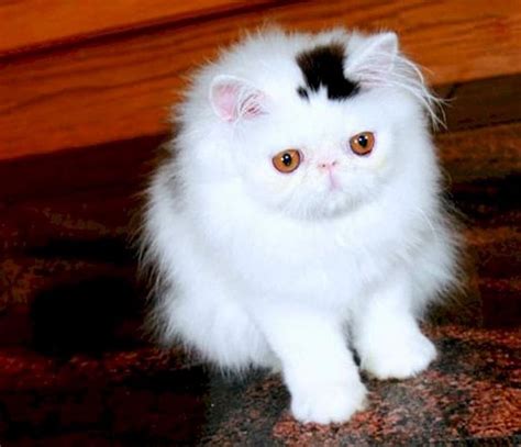 Cats With The Craziest Fur Markings Ever 25 Pics