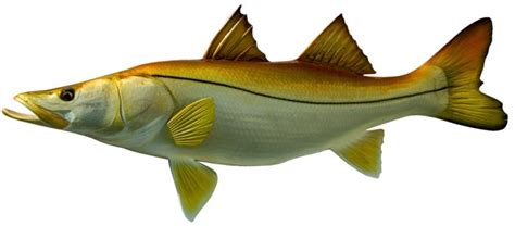 36 Inch Snook Common Fish Mounts Official Site