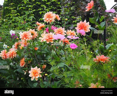 Stunning Shades Of Pink Dahlias And Late Summer Flowers In The Plant