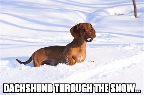 27 Funny Weiner Dog Memes Factory Memes