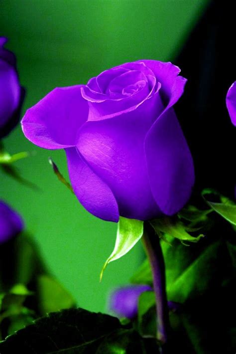 Three Purple Roses With Green Leaves In The Foreground And One Blue