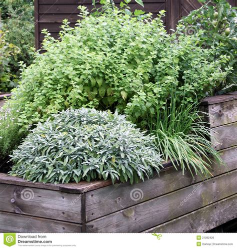 Herbs Plant On The Raised Garden Bed Stock Photo Image