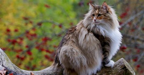 7 Of The Largest Cat Breeds That You Can Actually Adopt