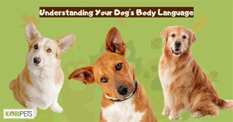 Understanding Your Dogs Body Language Kobi Pets