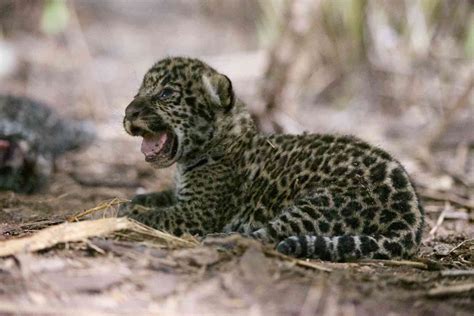 “this Has Never Been Done Before ” Inside A Pioneering Project To Re Wild Orphaned Jaguar Cubs