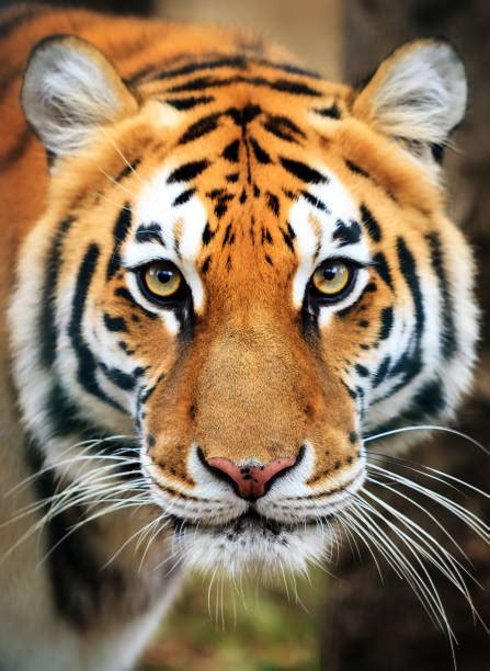 Images Of Tigers Face
