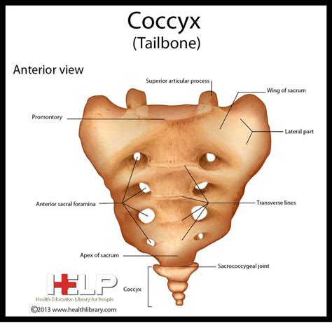 Coccyx Skeleton Anatomy Anatomy Health Library