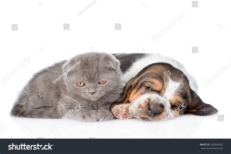 Gray Kitten Sleeping Basset Hound Puppy Stock Photo 265004582