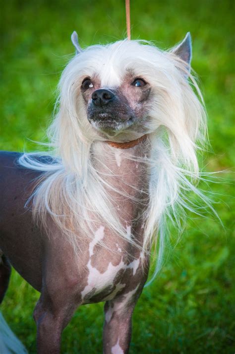 Chinese Crested Chinese Crested At The 2011 Wine Country Circuit Dog