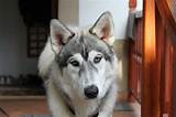 It ranges at about 25 to 32 inches tall, weighing between 75 to 130 pounds. Get Wild With the Outstanding Husky Wolf Dog Mix - Animalso