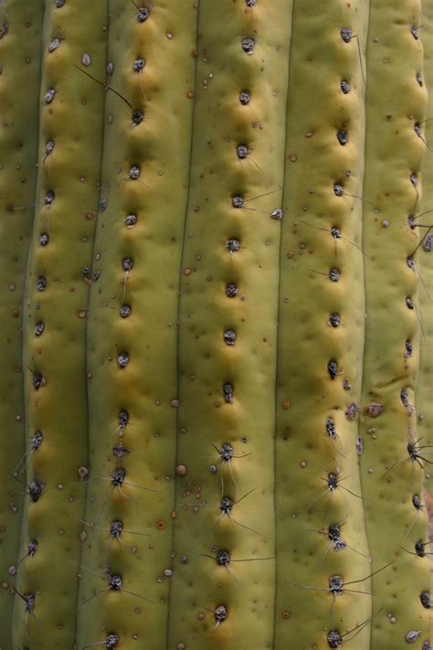 Free Cactus Texture 2 Stock Photo
