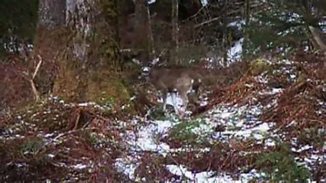 Sitka Black Tailed Deer Southeast Alaska Youtube