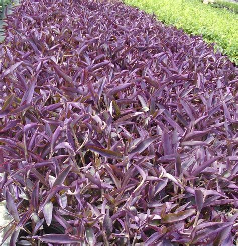 Purple Heart Plant Tradescantia Pallida Grow And Care 55 Off