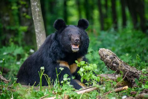 Asiatic Black Bears Stray From Manas National Park The Third Pole