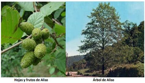 Aliso Alnus Glutinosa Descripción Hábitat Cultivo Y Usos