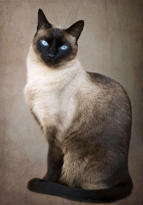 Are Siamese Cats Hypoallergenic Cat Meme Stock Pictures And Photos