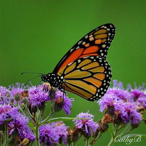 Monarch Butterfly Birds And Blooms