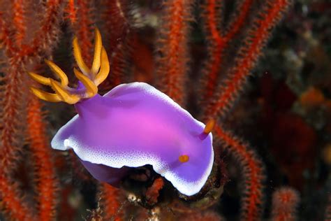 Most Colorful Sea Slugs On Earth