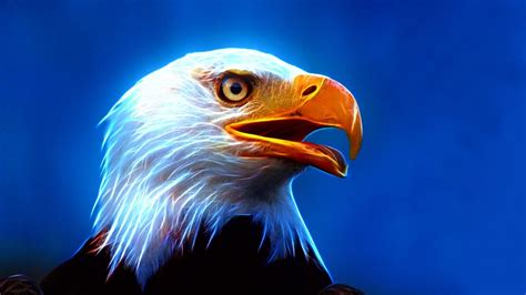 Eagle Ultra Hd Wallpaper For Mobile Phone And Pc