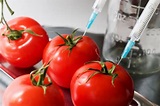 10 Common Genetically Modified Foods | HowStuffWorks
