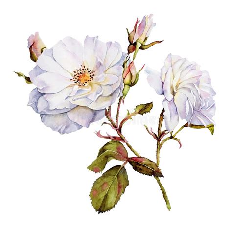White Roses Botanical Watercolor Stock Illustration Image 46676814