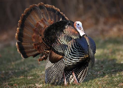 Managing Wild Turkeys On Public And Private Lands Mississippi State