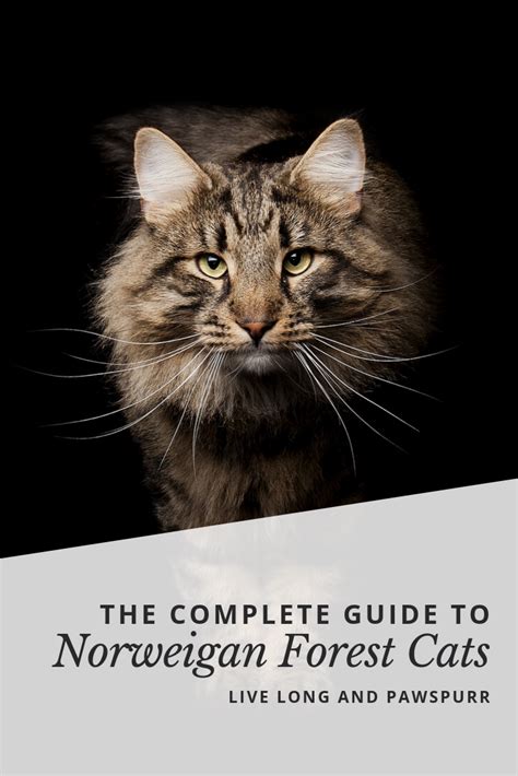 The Complete Guide To Norwegian Forest Cats Norwegian
