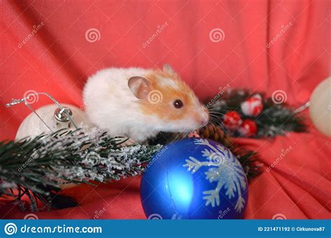 Adorable Fluffy Hamster In Christmas Decorations Stock Photo Image Of