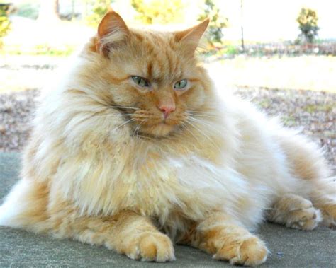 Beautiful Cat Looks Like Lion