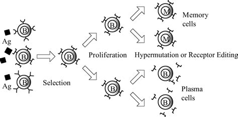 The Clonal Selection Principle Download Scientific Diagram