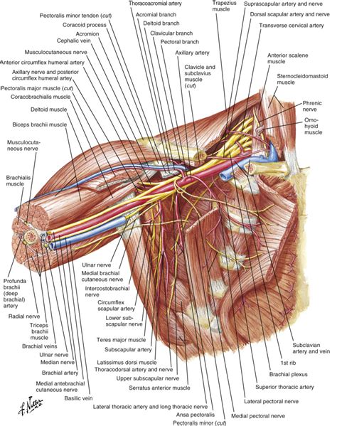 Anatomy of the ribs and chest. Clinical Anatomy and Recipient Vessel Selection in the ...