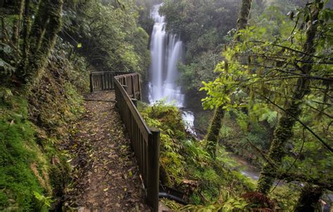 Wallpaper Forest Trees Waterfall New Zealand Cascade New Zealand