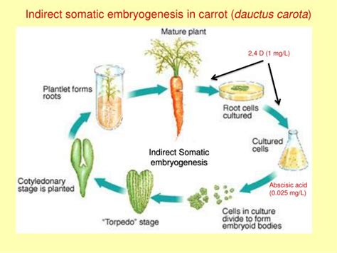 Check spelling or type a new query. PPT - Plant Tissue Culture PowerPoint Presentation - ID ...