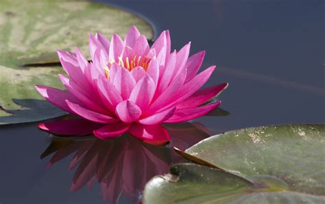 Magic color printer 5670 printer driver / download. The meaning and symbolism of the word - Lotus