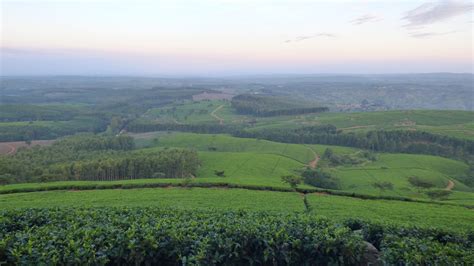 Roaming The Satemwa Tea Plantation Malawi Adventure Bagging