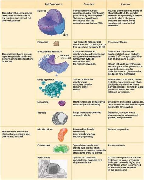 The Different Eukaryotic Cell Organelles Their Structure And Function