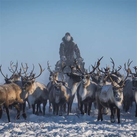 How Siberian Reindeer Ended Up In Canadas Northwest Territories — You